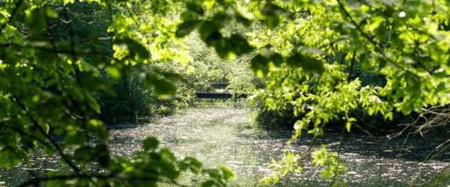 artenschutz-freie-waehler-hochtaunus