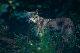 anfrage-wolf-hessen-freie-waehler anfrage-wolf-hessen-freie-waehler