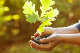 stadtwald-spenden-baum-pflanzen-bad-homburg